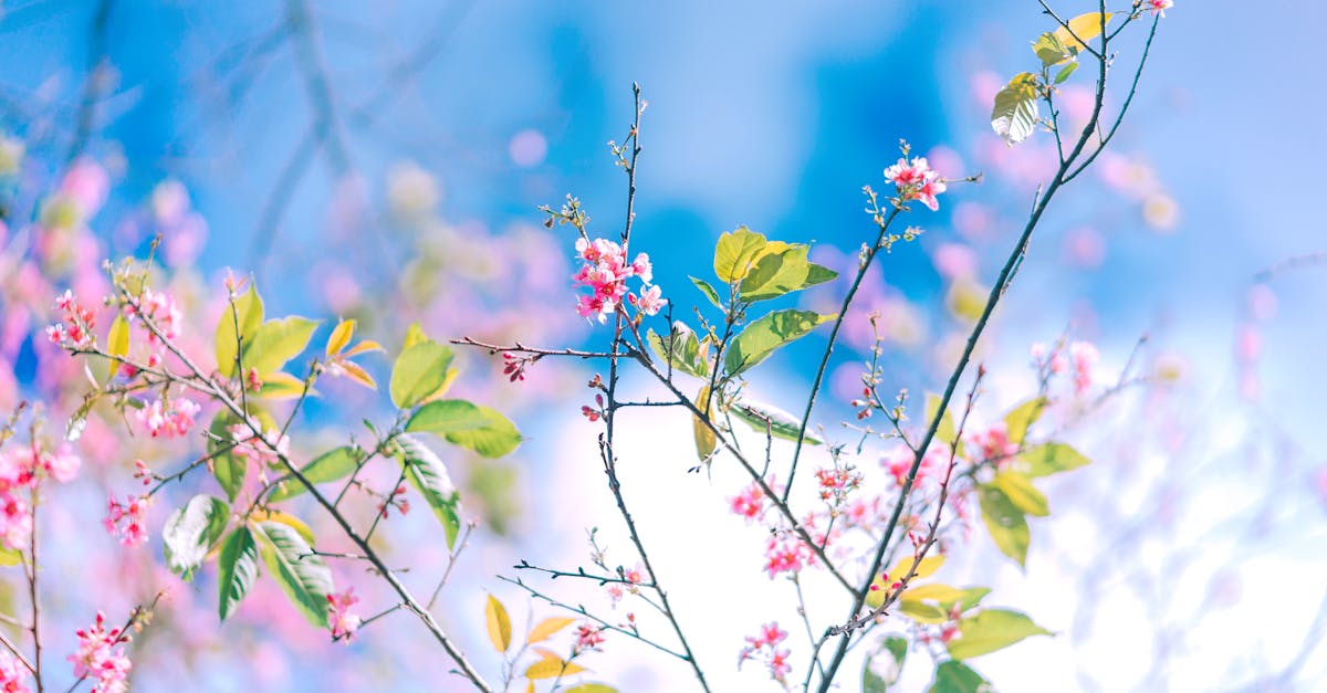 Best Practices for Planting and Caring for Annuals