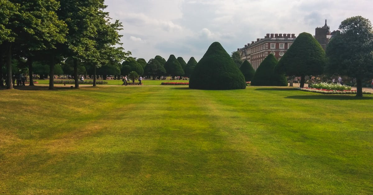 Creating a Kitchen Garden: Essentials and Tips