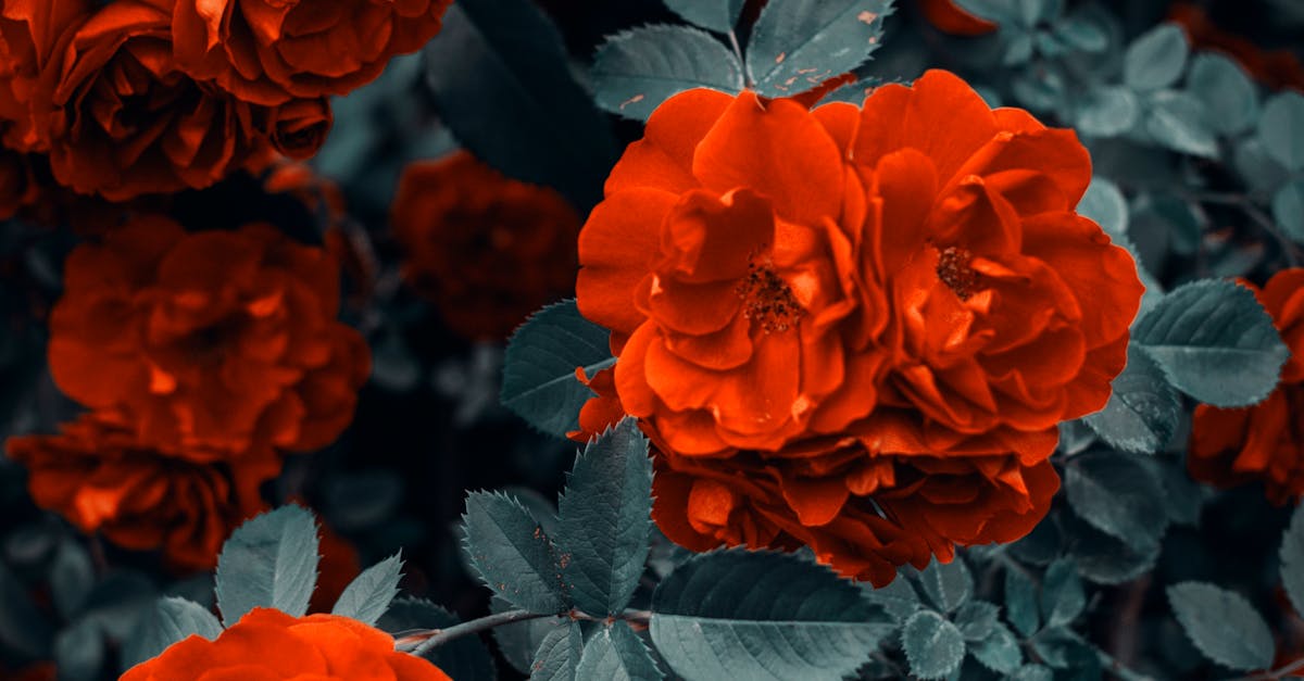 How to Prevent Overwatering and Its Effects on Plant Health