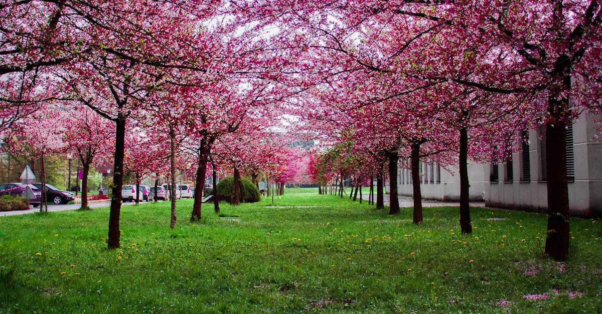 Seasonal Considerations for Choosing Trees in Your Garden