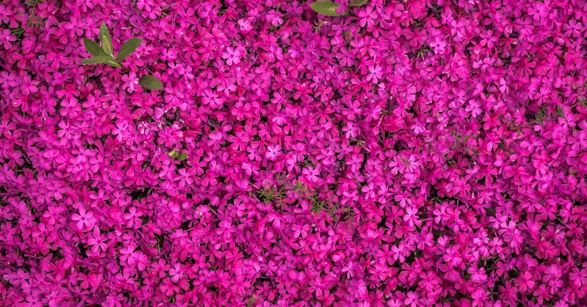 The Benefits of Native Shrubs in Urban Gardens