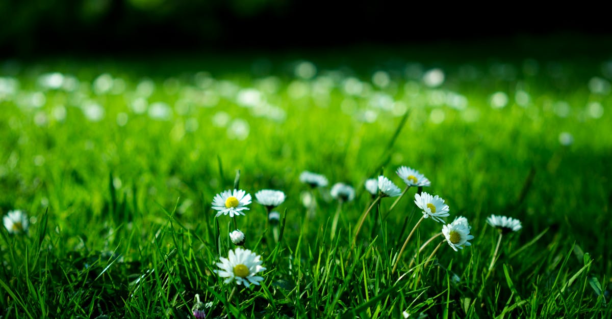 The Importance of Soil pH in Garden Health