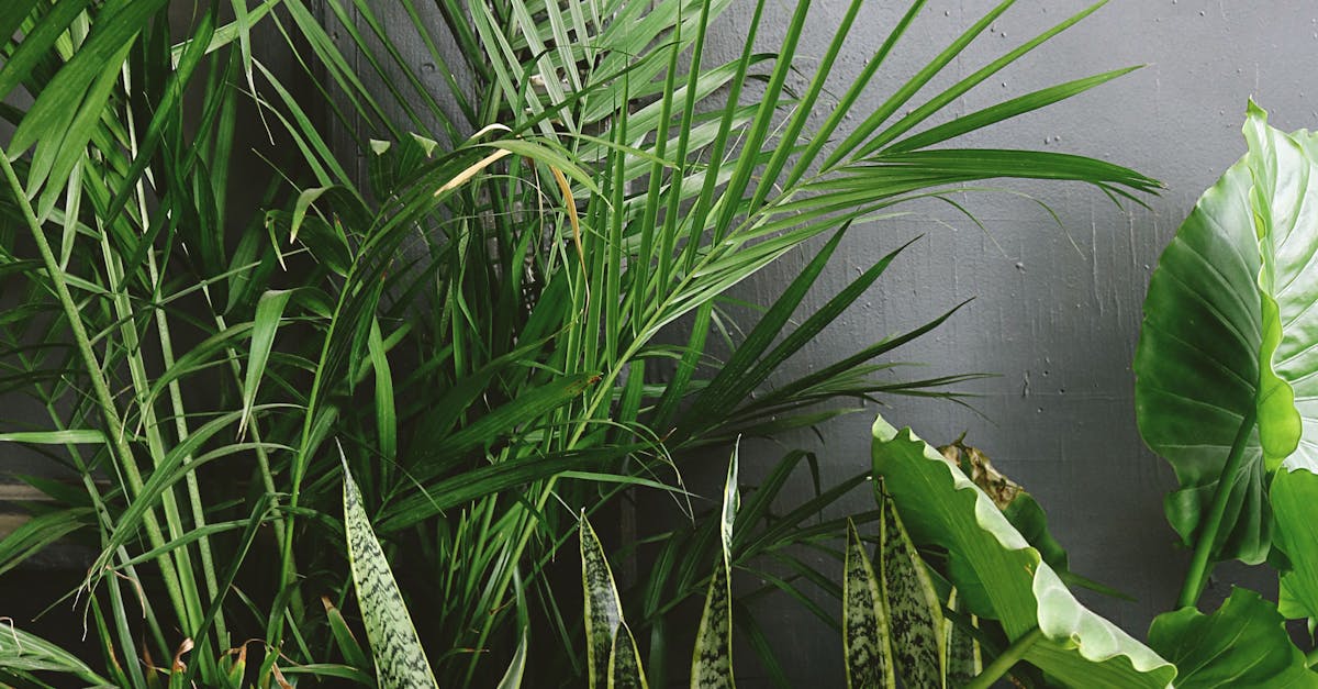 The Role of Beneficial Insects in Pest Control Strategies