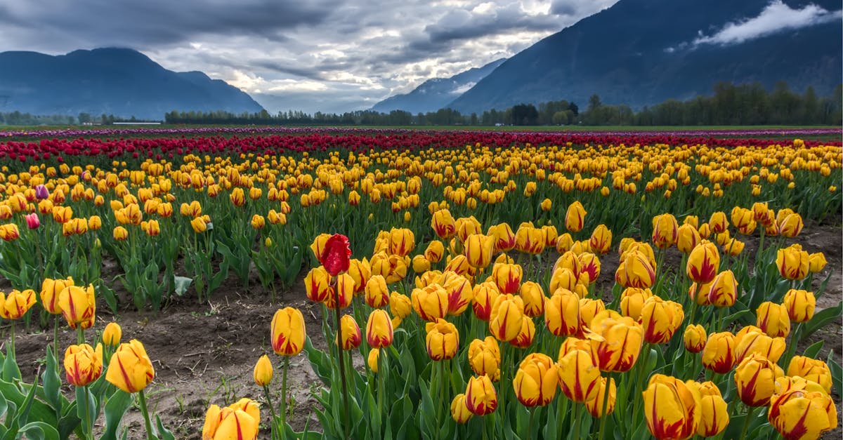 The Role of Mulch in Conserving Soil Moisture