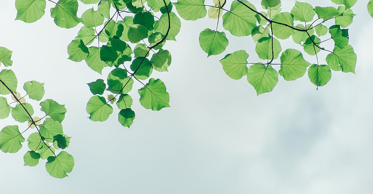 Timing Your Seasonal Planting: A Guide to Garden Success