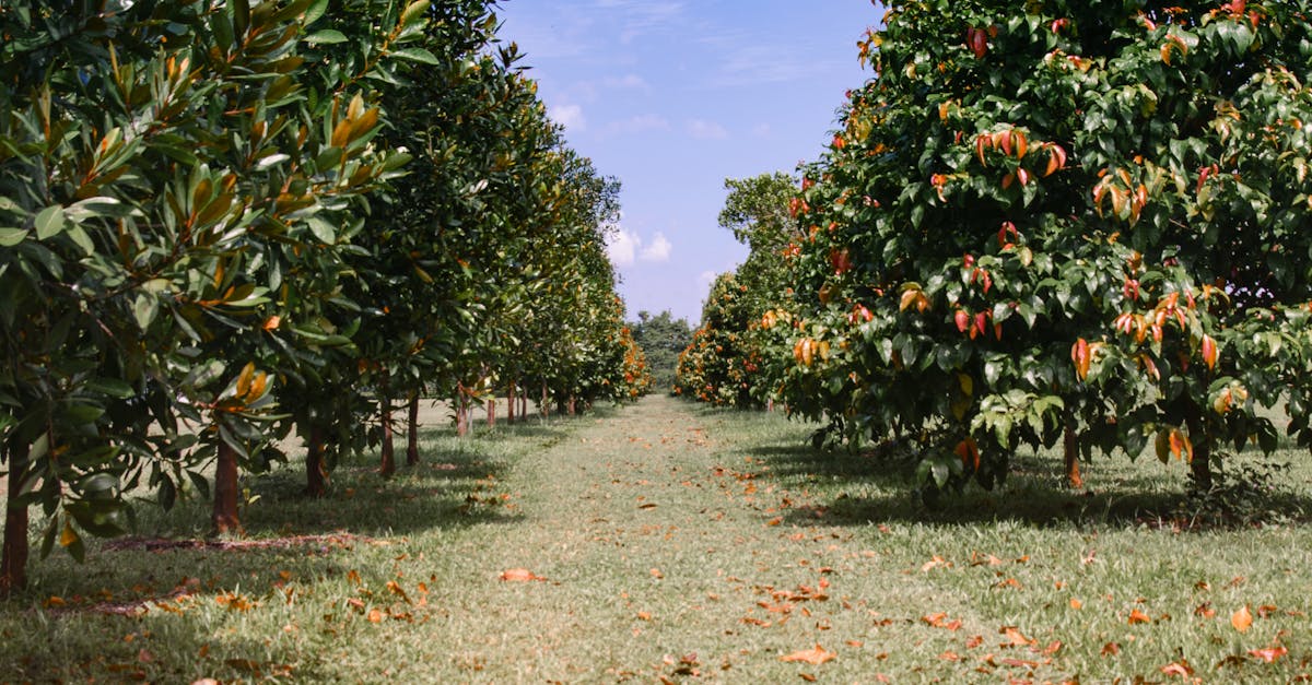 Understanding the Growth Habits of Popular Shrub Varieties